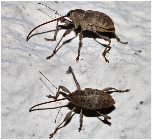 Réf. 274 456 : Curculio elephas